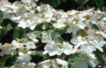 Viburnum Pink Beauty