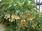 Aridisa - Coral Berry