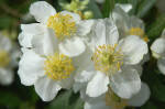 Carpenteria image