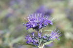 Caryopteris Image
