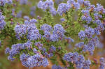 ceanothus