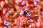 Ceratostigma
