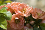 Chaenomeles Geisha Girl