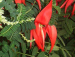 lianthus lobster claw plant