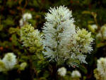 Fothergilla major