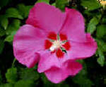 Hibiscus