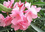 Nerium Oleander - Pink flowered shrub