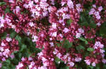 Origanum - Oregano
