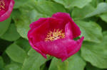 Paeonia officinalis