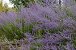 Perovskia - Russian Sage - Blue flowered shrub