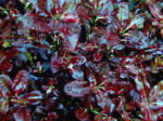 Pittosporum Tom Thumb - Purple foliage shrub
