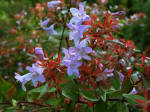 Abelia Image