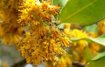 Azara petiolaris