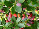 Berberis image