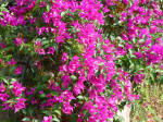 Bougainvillea image