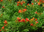 Campsis - Trumpet Vine