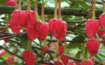 Crinodendron Shrub image