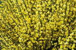 Cytisus Image