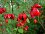 Euonymus - Spindle Tree berries