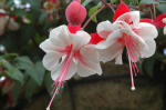 Fuchsia Swingtime