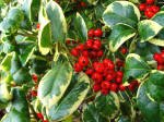 Ilex golden
