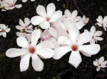 Magnolia soulangeana