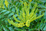 Mahonia