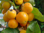 malus Golden Hornet Shrub
