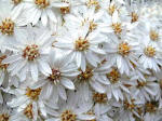 Olearia - Daisy Bush