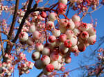 Sorbus heuphensis