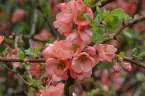 Chaenomeles