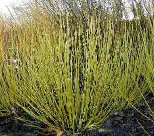 Cornus stolonifera Flaviramea - showing bright green winter stems.