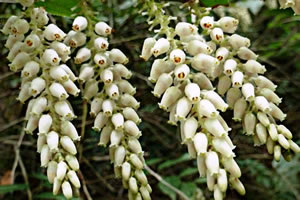 Leucothoe fontanesiana 'Rollissonii' flower