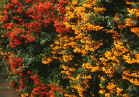 Orange Charmer and Golden Charmer Firethorns