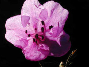 Rghododendron in midwinter - Rhododendron macronulatum