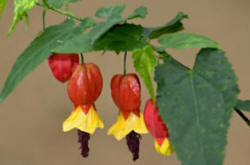 Abutilon megapotamicum drooping bell flowers