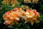 bi-coloured effect of peach, gold and orange on Azalea mollis