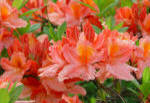 Orange flower truss of Azalea mollis