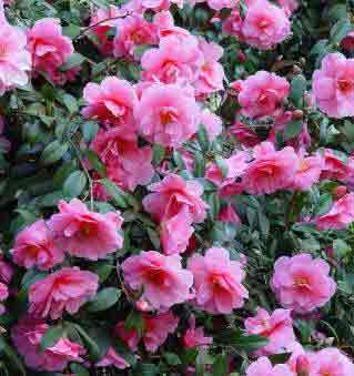 Camellia 'Donation'  full of flower