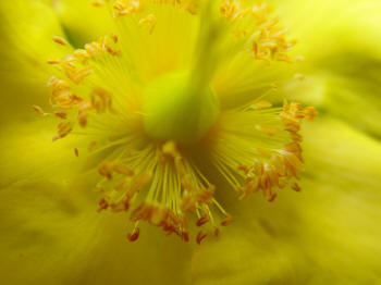 Hypericum 'Hidcote'