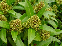 Skimmia x confusa 'Kew Green'