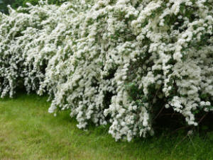 Bridal Wreath Spiraea