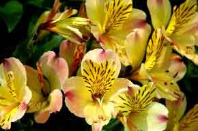 Pink Penstemon flowers