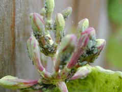 Pests in the garden in month of June.