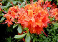 May in the garden is normally the time for Rhododendrons and Azaleas to be a best
