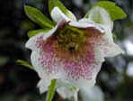Helleborus Orientalis