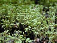 Seed sown plants will need to be well cared for now in March