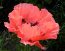 Oriental Poppy