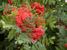 Sorbus Berries