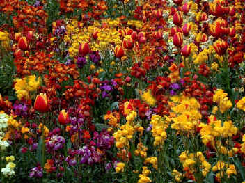 September is the month in the garden when you need to be thinking about next spring. Bedding and bulbs